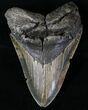 Serrated Megalodon Tooth - North Carolina #20805-1
